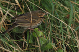 Olive-backed Pipit, Burn of Hoswick, Shetland