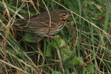 Olive-backed Pipit, Burn of Hoswick, Shetland