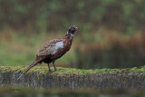 Pheasant, Hillswick, Shetland