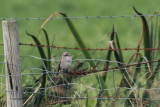 Red-backed Shrike, Cunningsburgh, Shetland