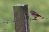 Redstart, Sumburgh, Shetland