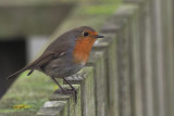 Robin, Sumburgh Head, Shetland