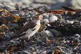 Snow Bunting, Grutness, Shetland