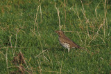 Song Thrush, Sumburgh, Shetland