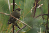 Yellow-browed Warbler, Quendale, Shetland