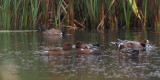 Blue-winged Teal, Ladies Pond-Milngavie, Clyde