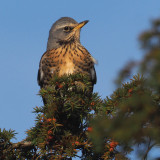 Fieldfare, Dougalston-Milngavie, Clyde