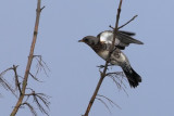 Fieldfare, RSPB Barons Haugh, Clyde