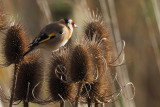 Goldfinch, RSPB Barons Haugh, Clyde