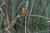 Kingfisher, RSPB Barons Haugh, Clyde