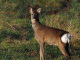 Roe Deer, RSPB Loch Lomond