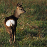 Roe Deer, RSPB Loch Lomond