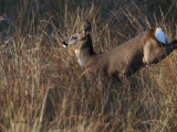 Roe Deer, RSPB Loch Lomond