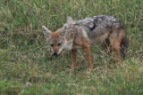 African Golden Wolf, Ngorongoro crater