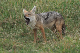 African Golden Wolf, Ngorongoro crater