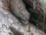 Southern Tree Hyrax, Ngorongoro Sopa Lodge garden