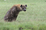 Spotted Hyaena, by Lake Ndutu