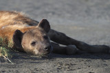 Spotted Hyaena, by Lake Ndutu