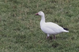 Snow Goose, Rigside-South Lanarkshire, Clyde