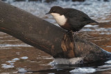 Dipper, Burn of Mar, Clyde