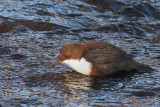 Dipper, Burn of Mar, Clyde