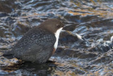 Dipper, Burn of Mar, Clyde