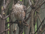 Sparrowhawk, Baillieston, Glasgow