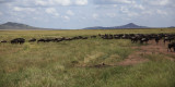 Serengeti migration herds