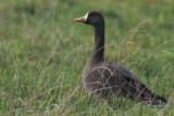 Greenland White-fronted Geese, near Gartocharn, Clyde