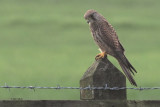 Kestrel, Brookhouse, S Yorkshire