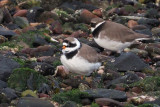 Ringed Plover, Battery Park-Greenock, Clyde