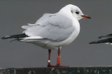 Black-headed Gull, Strathclyde Loch, Clyde