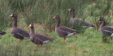 Greenland White-fronted Geese, near Gartocharn, Clyde