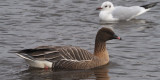 Pink-footed Goose, Strathclyde Loch, Clyde