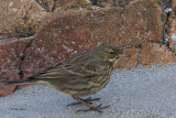 Rock Pipit, Balcomie Beach, Fife