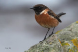 Stonechat, Balcomie Beach, Fife