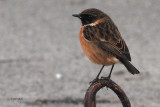 Stonechat