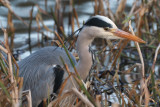 Grey Heron