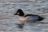 Goldeneye, Mugdock Loch, Clyde