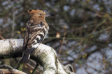 Hoopoe, Clynder, Clyde