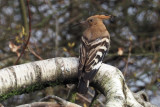 Hoopoe, Clynder, Clyde