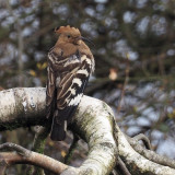 Hoopoe, Clynder, Clyde