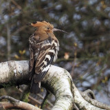 Hoopoe, Clynder, Clyde