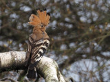 Hoopoe, Clynder, Clyde
