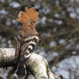 Hoopoe, Clynder, Clyde