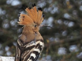 Hoopoe, Clynder, Clyde