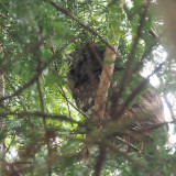 Tawny Owl, RSPB Barons Haugh, Clyde