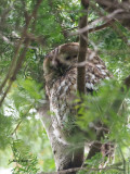 Tawny Owl, RSPB Barons Haugh, Clyde