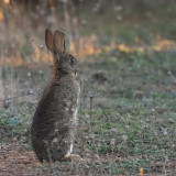 Rabbit, Peņalajo