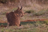 Iberian Lynx, Pealajo